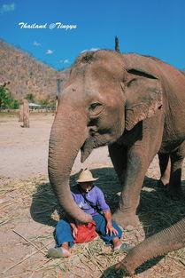 在线日韩欧美大象视频