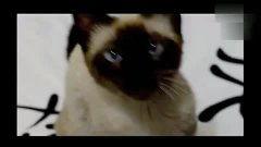 日韩猫叫的视频播放在线观看,在线观看萌翻你的心