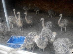 国产鸵鸟制动视频,创新科技，安全守护